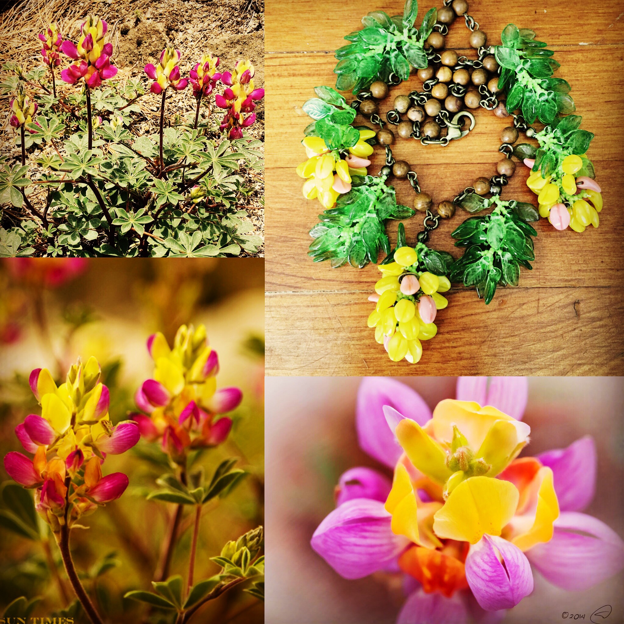 Julia Lee's
                harlequin lupine necklace