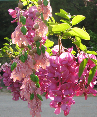 Julia Lee's
                Jewelry